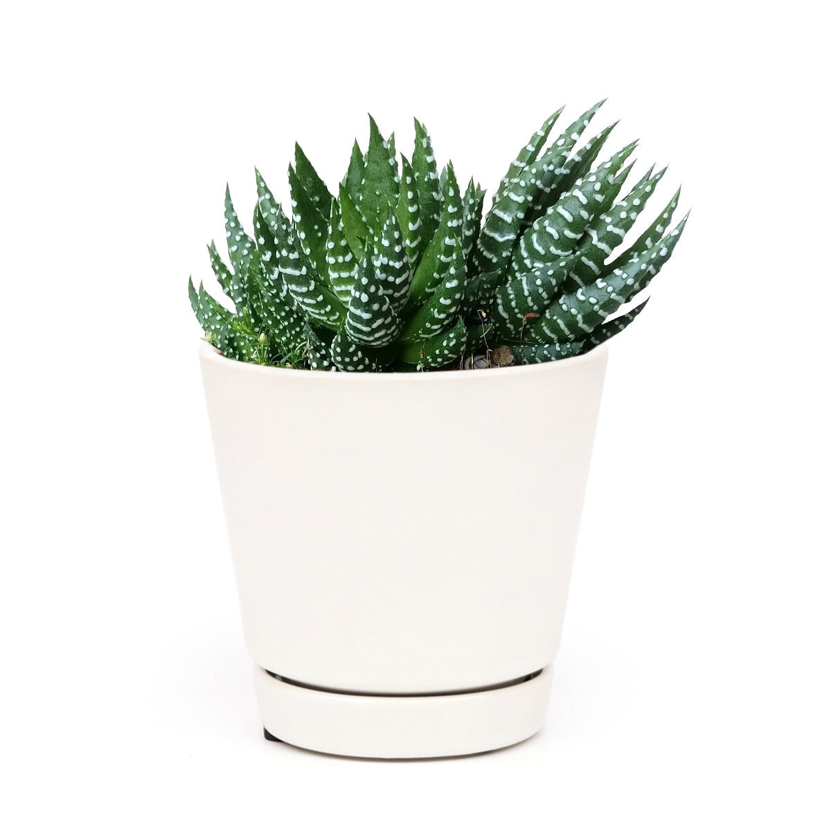 Haworthia Pumila African Pearl