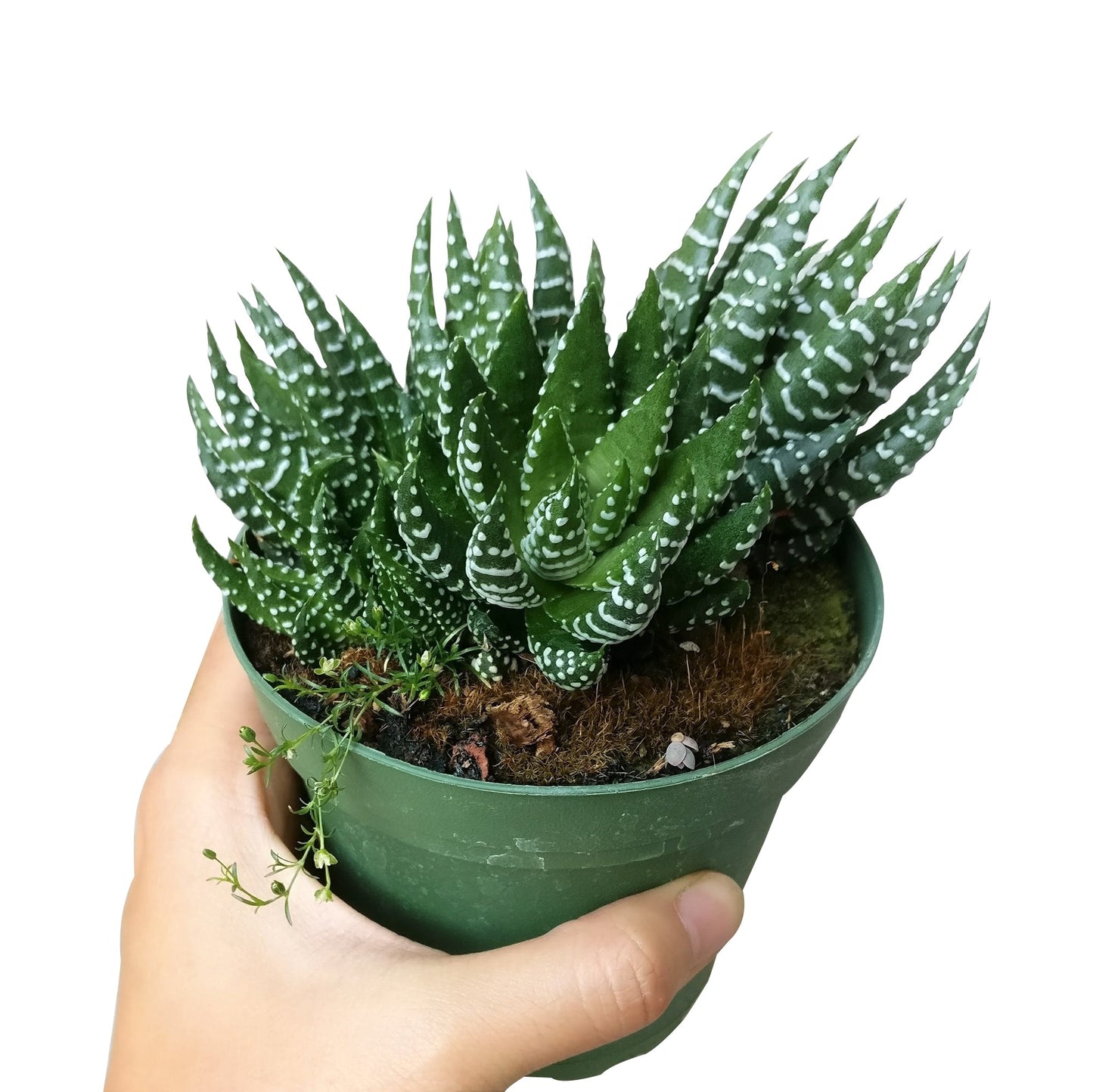 Haworthia Pumila African Pearl