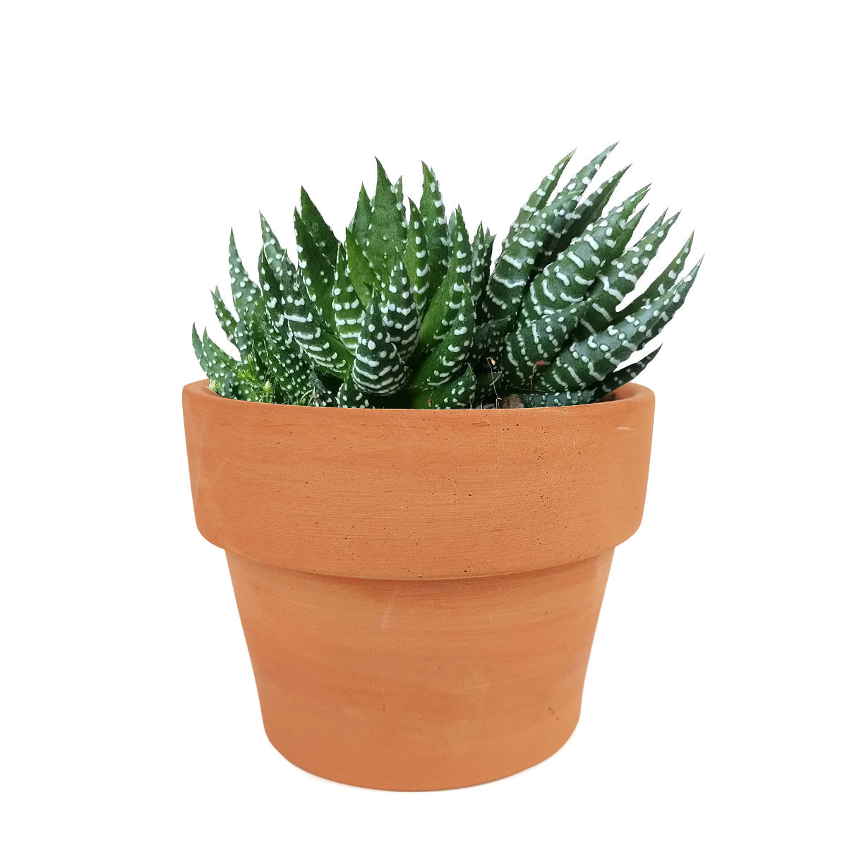 Haworthia Pumila African Pearl