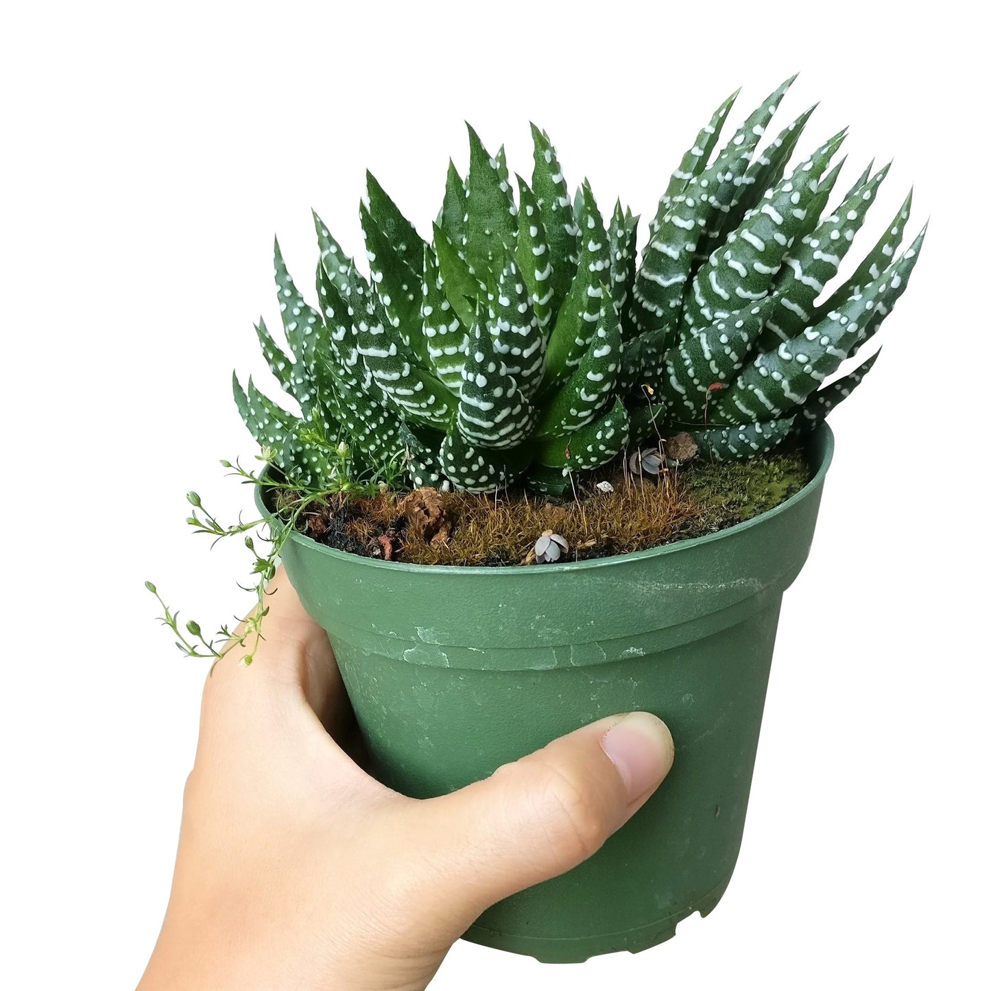 Haworthia Pumila African Pearl