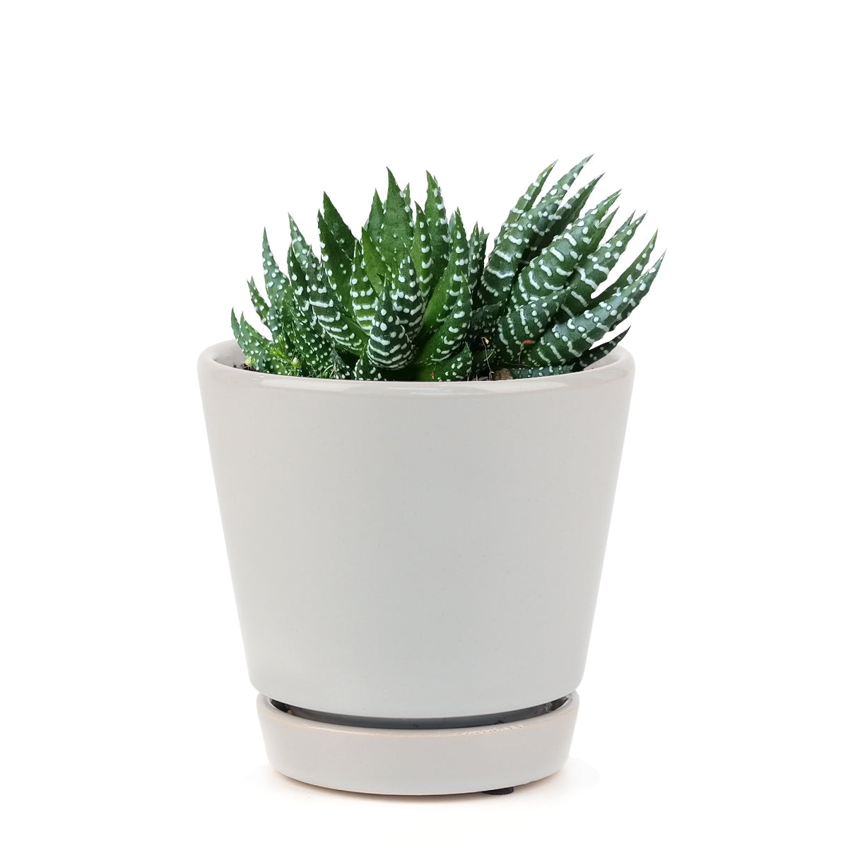 Haworthia Pumila African Pearl