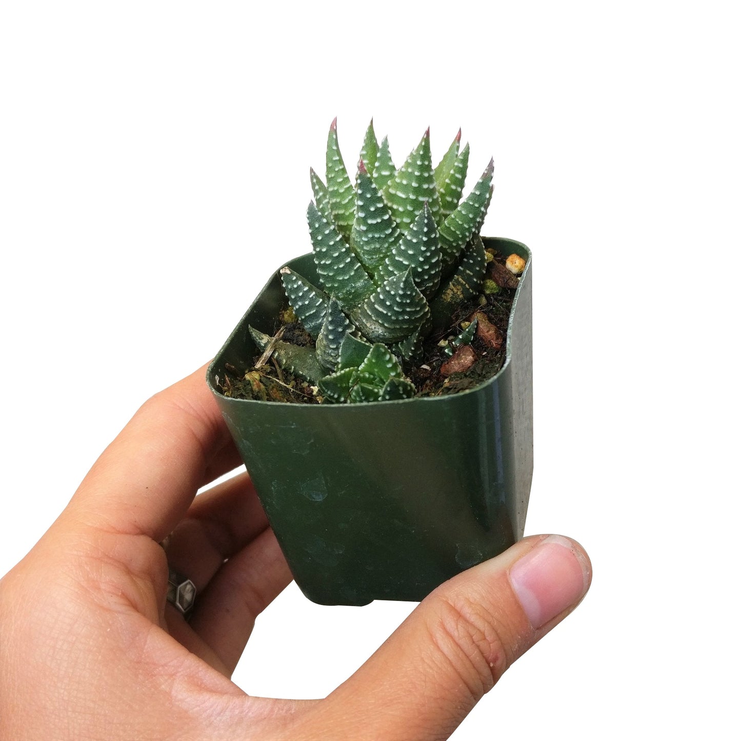 Haworthia Pumila African Pearl