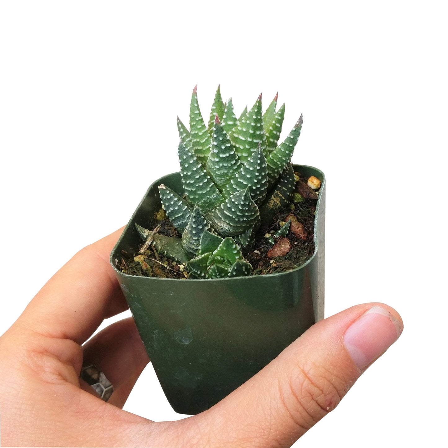 Haworthia Pumila African Pearl
