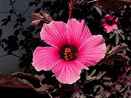 African Rose Hibiscus acetosella - Stunning Cranberry Hibiscus with Unique Foliage