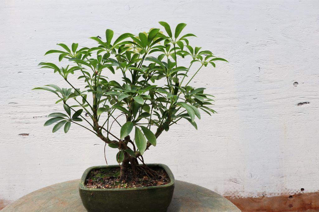 hawaiian umbrella indoor bonsai tree Hawaiian Umbrella Bonsai Tree