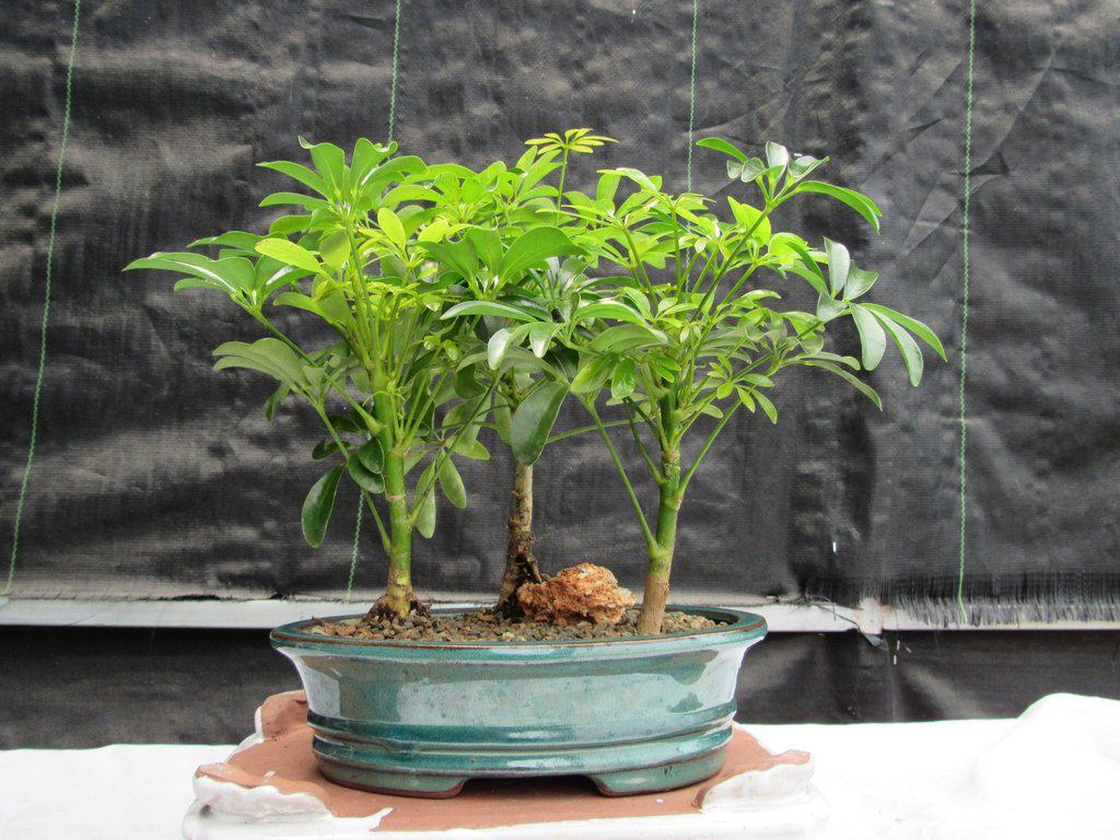 bonsai trees 3 Hawaiian Umbrella Bonsai Tree Forest (3 Trees)