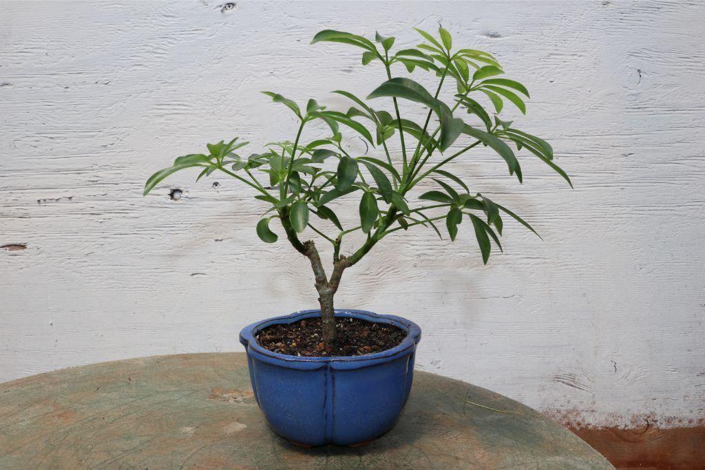 hawaiian umbrella bonsai tree Hawaiian Umbrella Bonsai Tree (Small) – Lovehopegrow