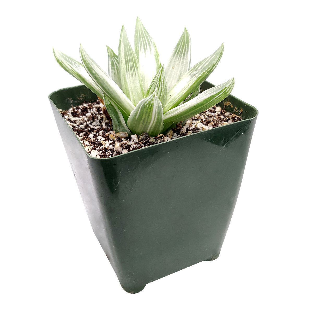 Haworthia White Ghost