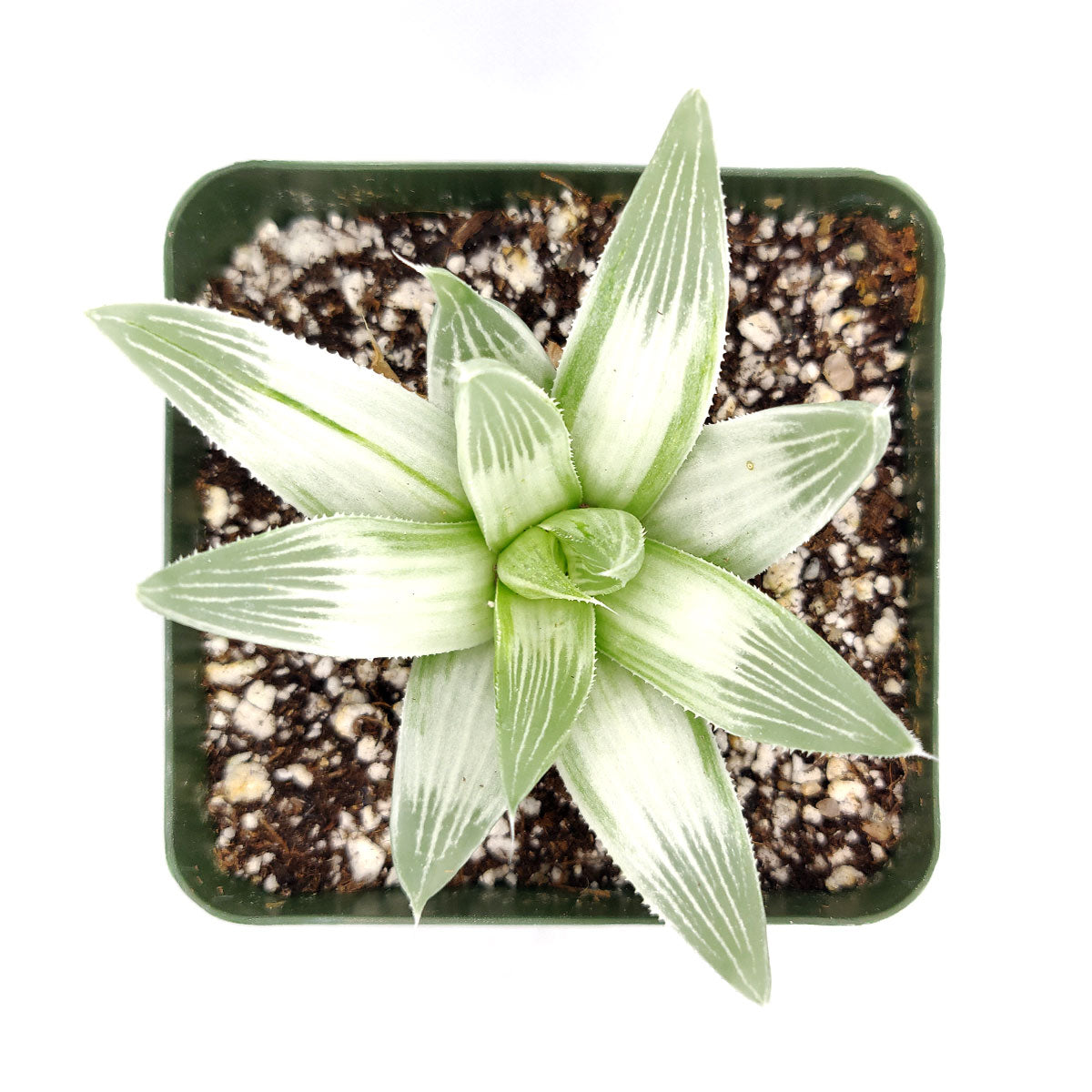 Haworthia White Ghost