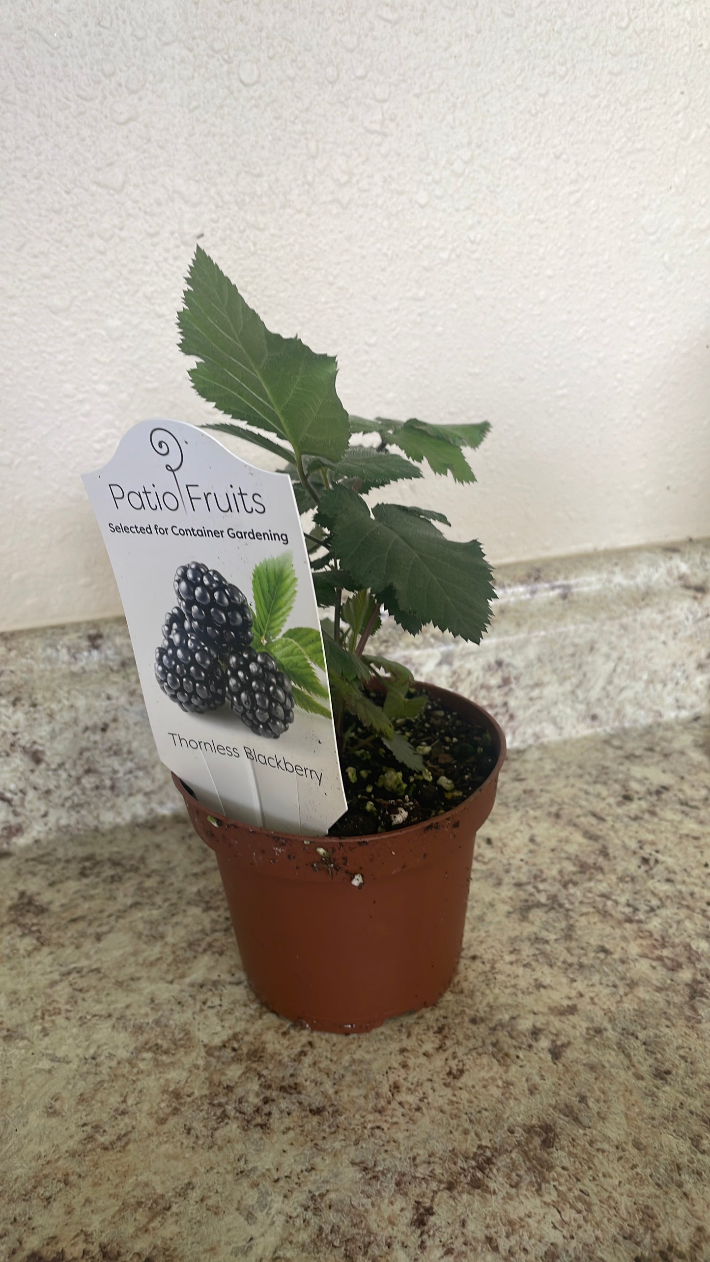 Patio fruits 2