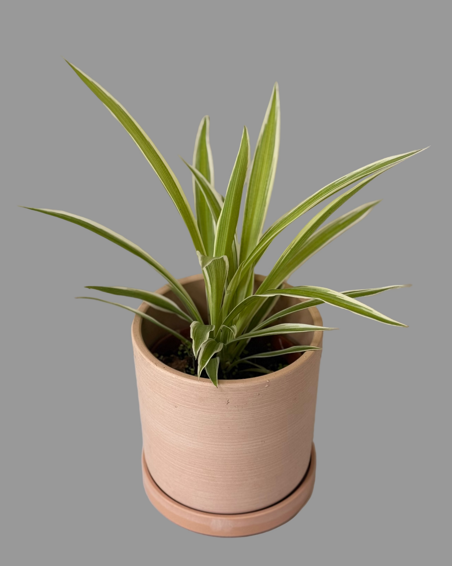 Spider Plant - Chlorophytum comosum - 4 Inch Nursery Pot - Easy to Grow - Beginner Houseplant - Air Purifying Plant - Low-maintenance - Office Plant