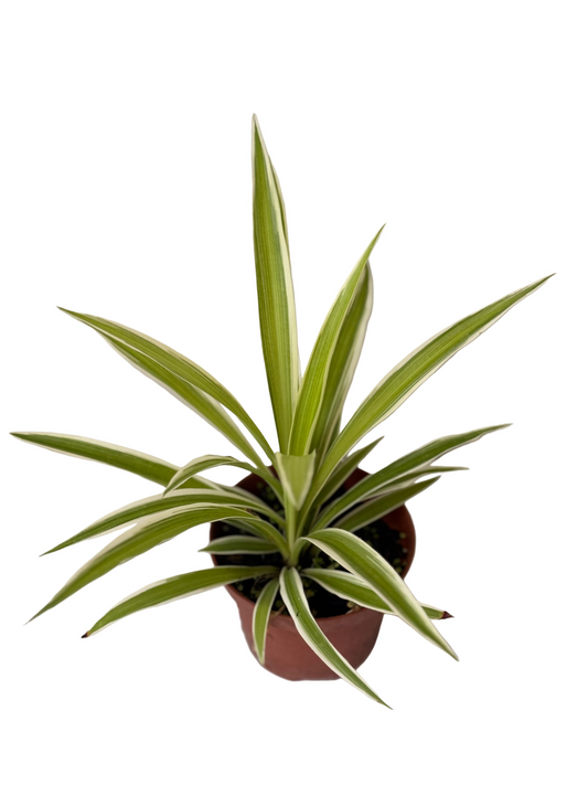 Spider Plant - Chlorophytum comosum - 4 Inch Nursery Pot - Easy to Grow - Beginner Houseplant - Air Purifying Plant - Low-maintenance - Office Plant