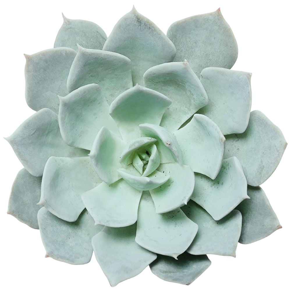 blue fairy succulent Echeveria Blue Fairy