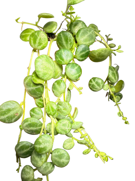 String of Turtles Live Plant - Peperomia prostrata - Easy Care Indoor Vine Plant - Bright Indirect Light and Minimal Watering - Great Beginner Plant -