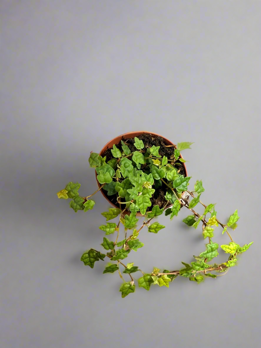 String of Frogs Live Plant - 2" Vine Houseplant - Ficus pumila ‘Quercifolia’ - Easy Care Houseplant - Bright Indirect Light - Low Maitenance