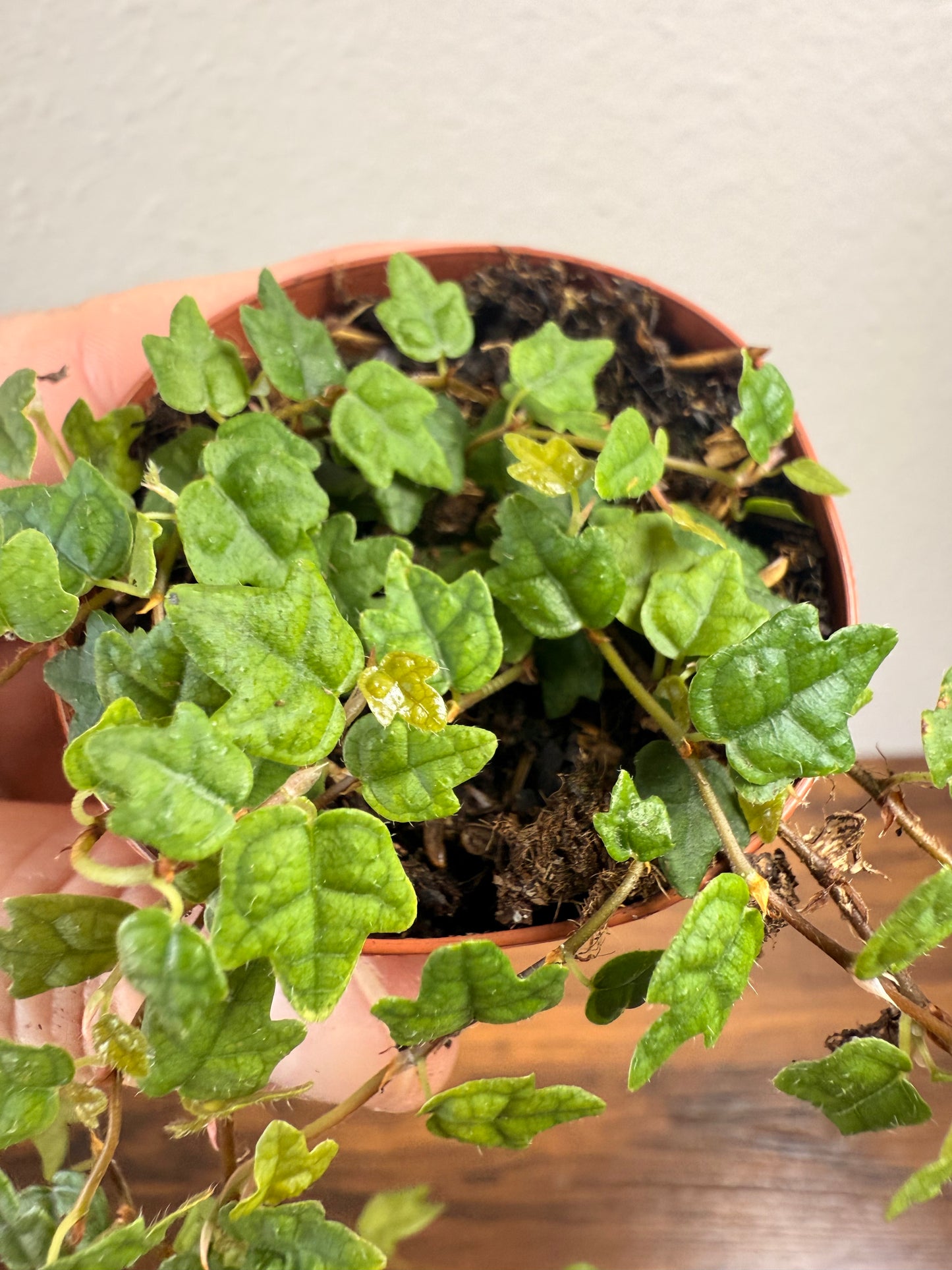 String of Frogs Live Plant - 2" Vine Houseplant - Ficus pumila ‘Quercifolia’ - Easy Care Houseplant - Bright Indirect Light - Low Maitenance