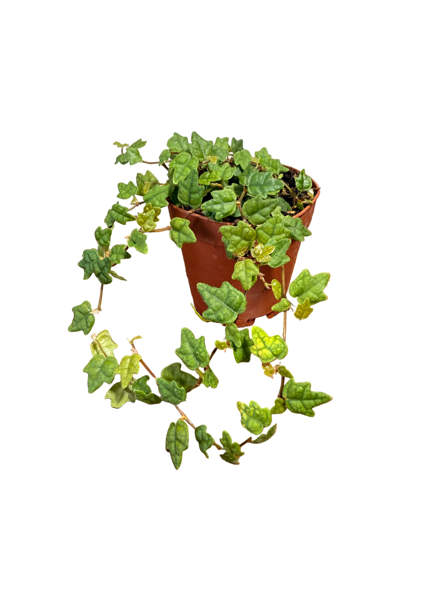String of Frogs Live Plant - 2" Vine Houseplant - Ficus pumila ‘Quercifolia’ - Easy Care Houseplant - Bright Indirect Light - Low Maitenance