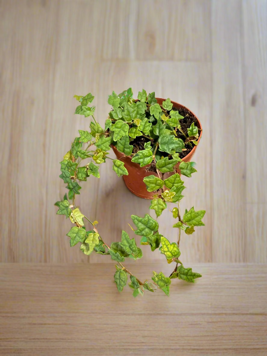 String of Frogs Live Plant - 2" Vine Houseplant - Ficus pumila ‘Quercifolia’ - Easy Care Houseplant - Bright Indirect Light - Low Maitenance