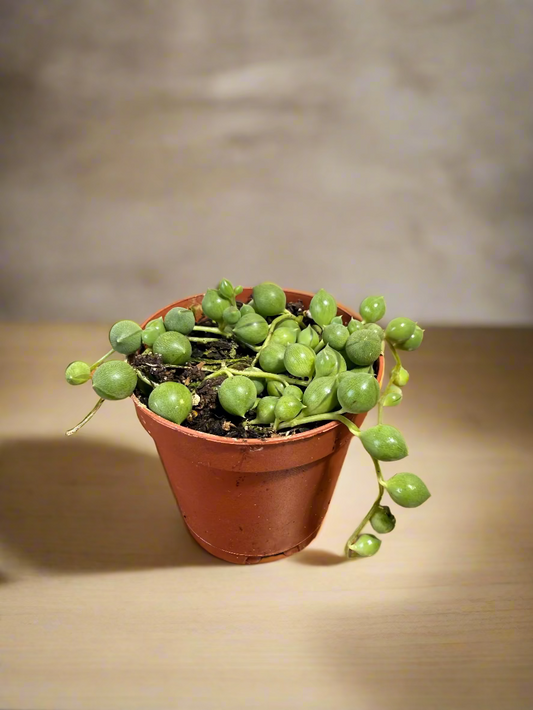 String of Pearls Live Plant - 2" Succulent - Curio rowleyanus - Easy Care Houseplant - Drought Resistant Plant - Indirect Light Vine Plant -