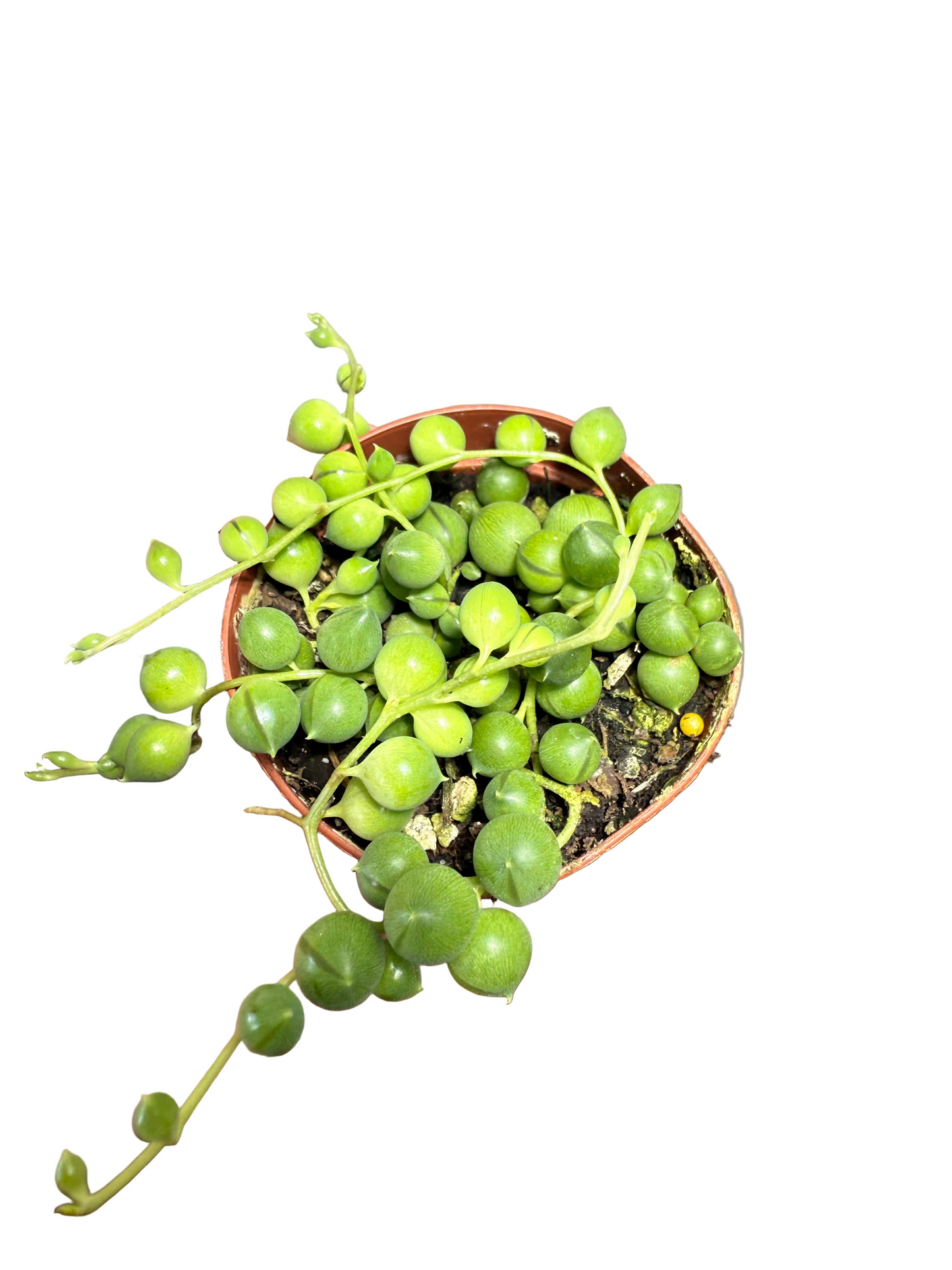 String of Pearls Live Plant - 2" Succulent - Curio rowleyanus - Easy Care Houseplant - Drought Resistant Plant - Indirect Light Vine Plant -