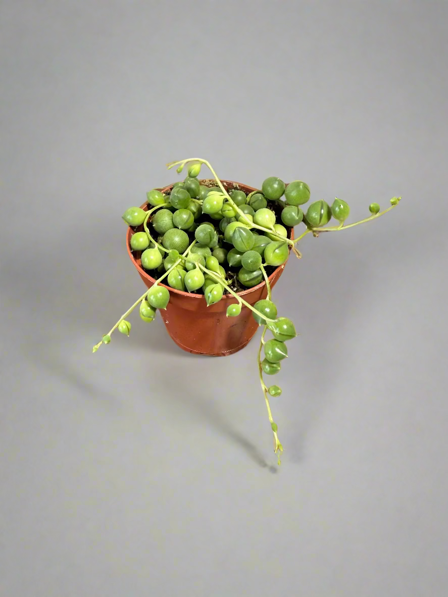 String of Pearls Live Plant - 2" Succulent - Curio rowleyanus - Easy Care Houseplant - Drought Resistant Plant - Indirect Light Vine Plant -
