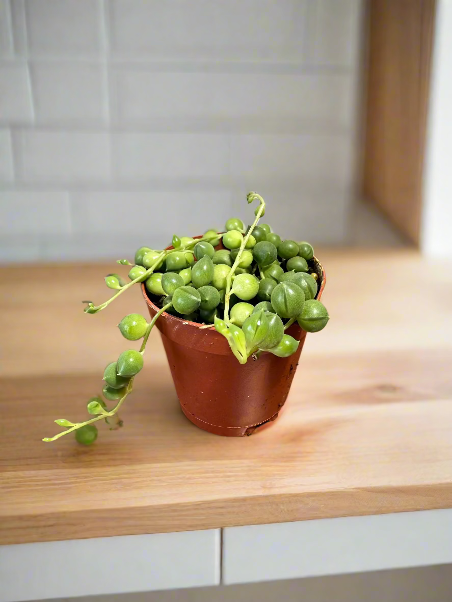 String of Pearls Live Plant - 2" Succulent - Curio rowleyanus - Easy Care Houseplant - Drought Resistant Plant - Indirect Light Vine Plant -