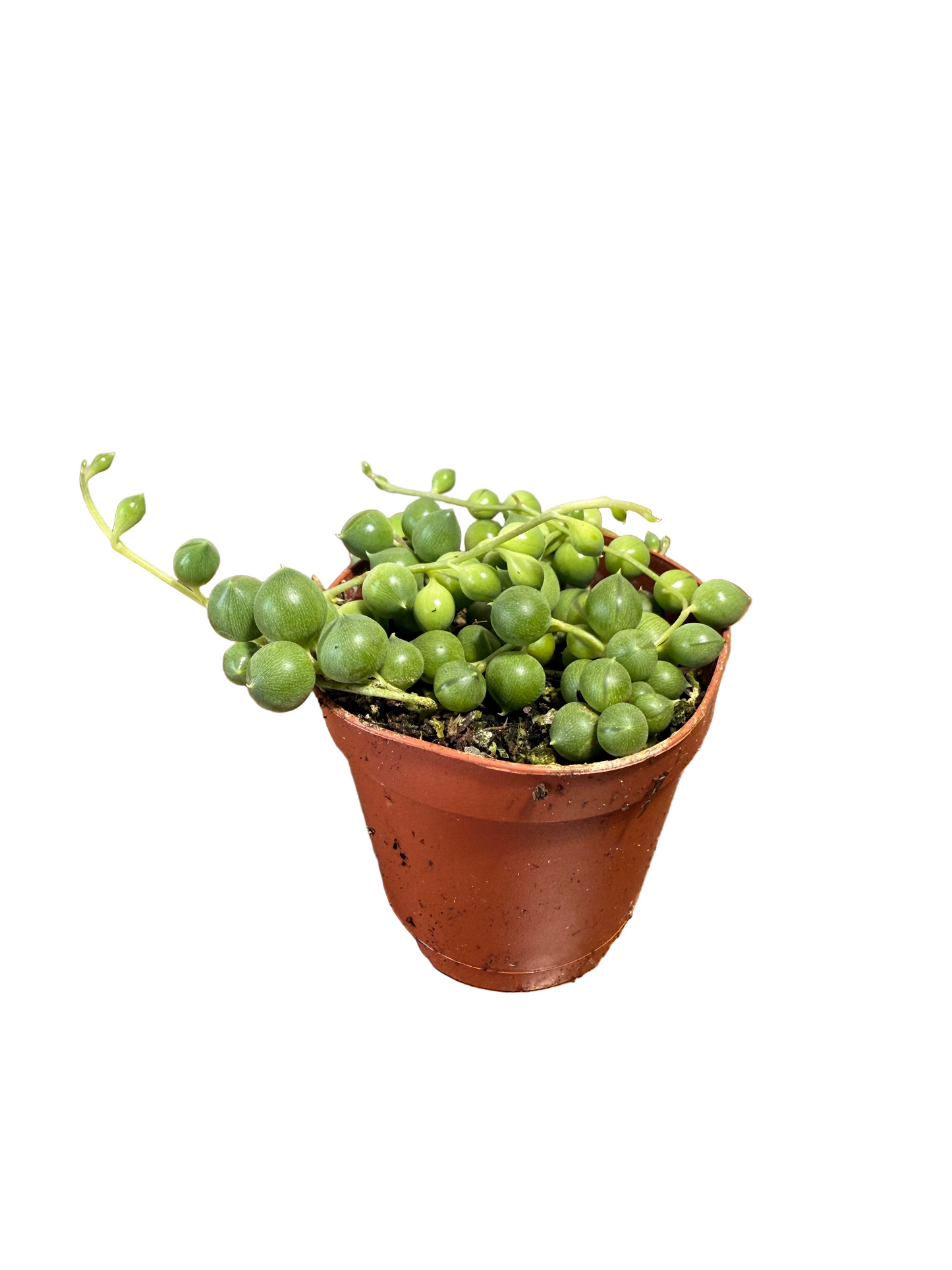 String of Pearls Live Plant - 2" Succulent - Curio rowleyanus - Easy Care Houseplant - Drought Resistant Plant - Indirect Light Vine Plant -