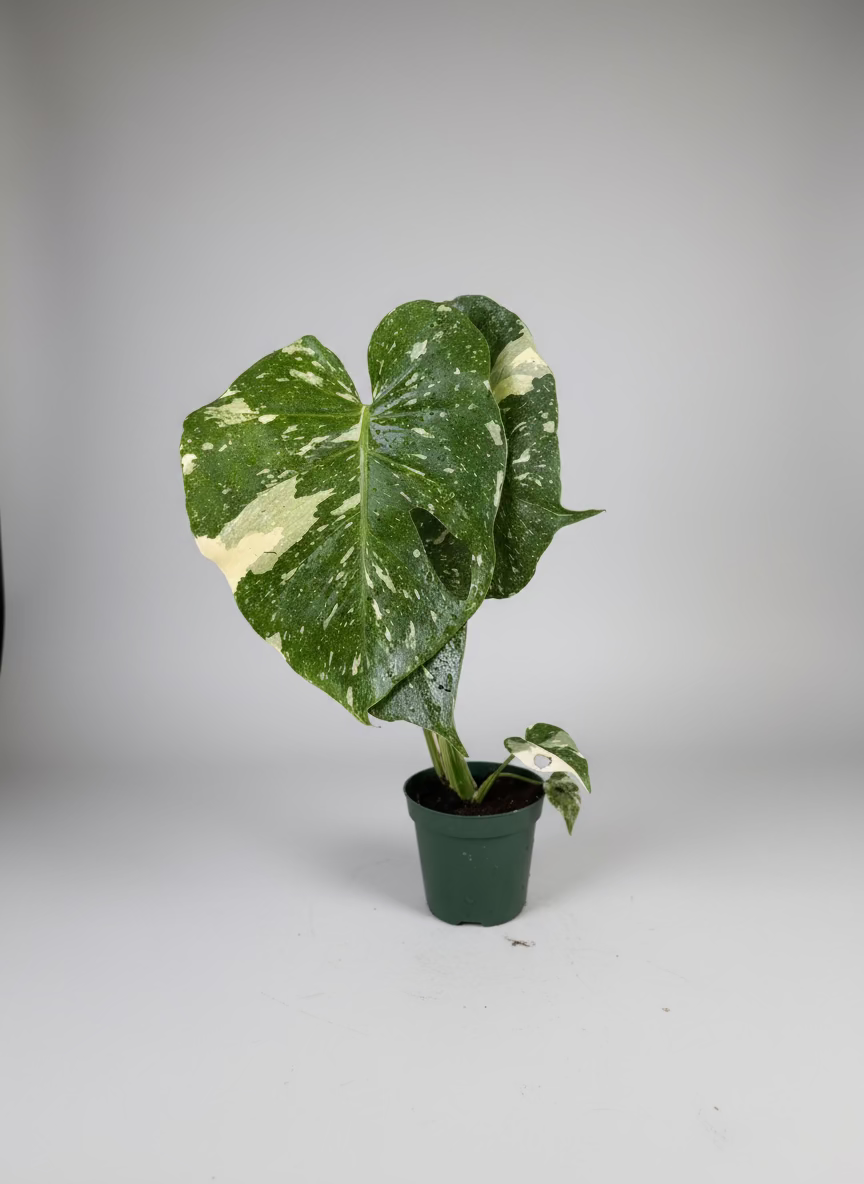 Monstera Thai Constellation Live Plant - Variegated Rare Houseplant - Tropical Indoor Plant - Bright Indirect Light - Unique - 4" Live Potted Plant