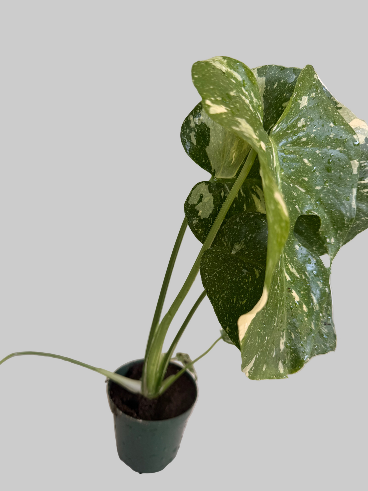 Monstera Thai Constellation Live Plant - Variegated Rare Houseplant - Tropical Indoor Plant - Bright Indirect Light - Unique - 4" Live Potted Plant