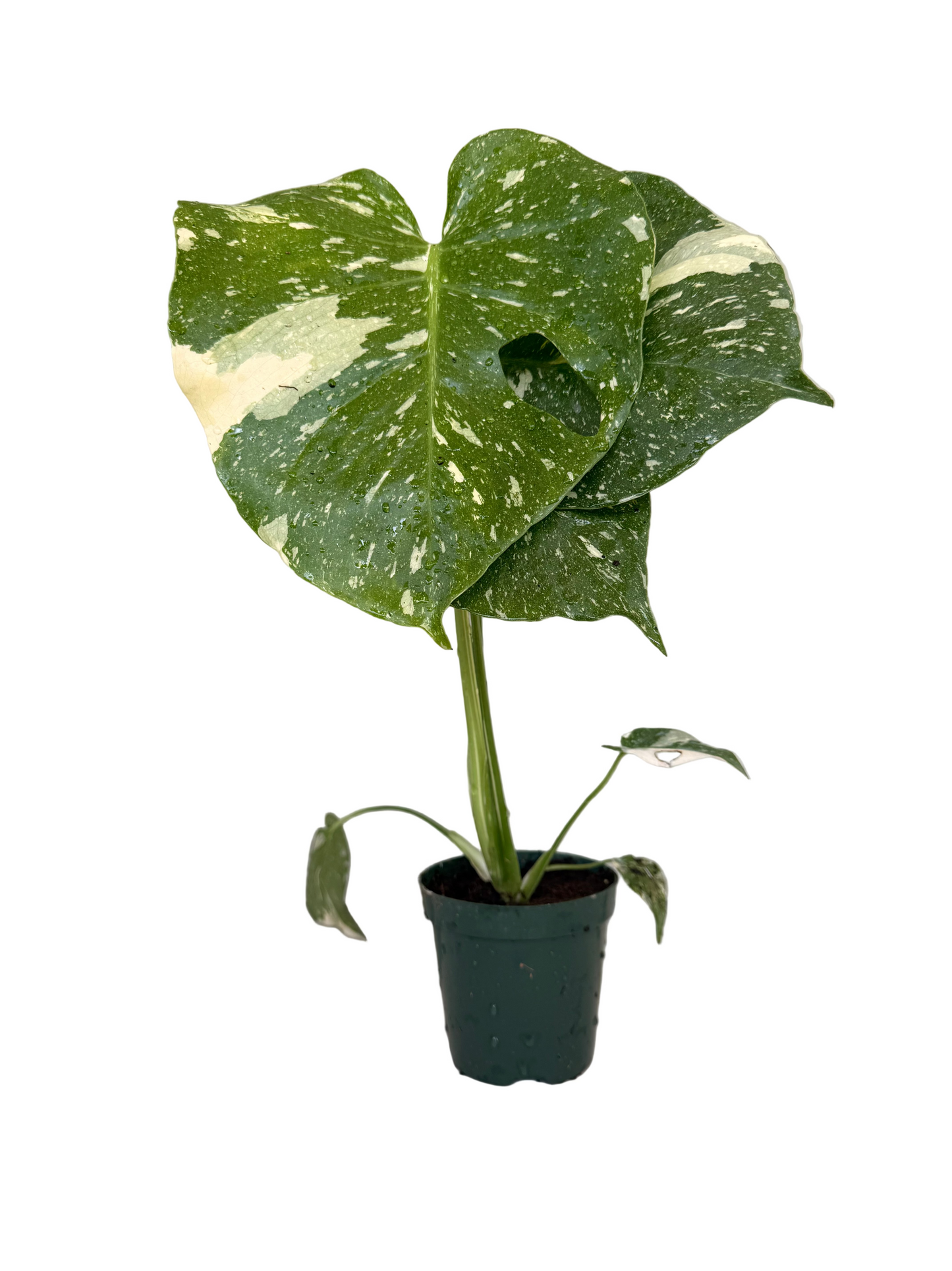 Monstera Thai Constellation Live Plant - Variegated Rare Houseplant - Tropical Indoor Plant - Bright Indirect Light - Unique - 4" Live Potted Plant