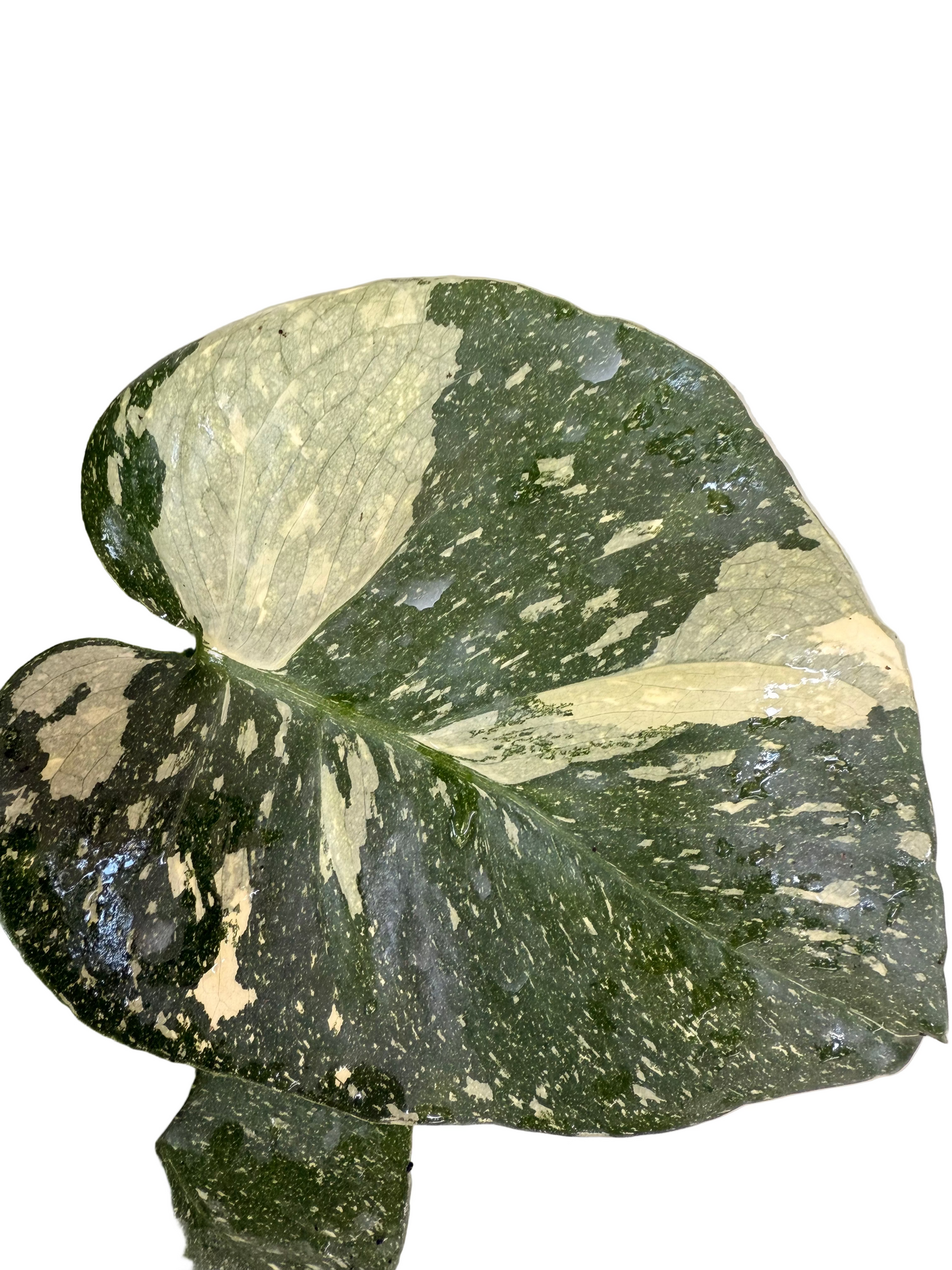Monstera Thai Constellation Live Plant - Variegated Rare Houseplant - Tropical Indoor Plant - Bright Indirect Light - Unique - 4" Live Potted Plant