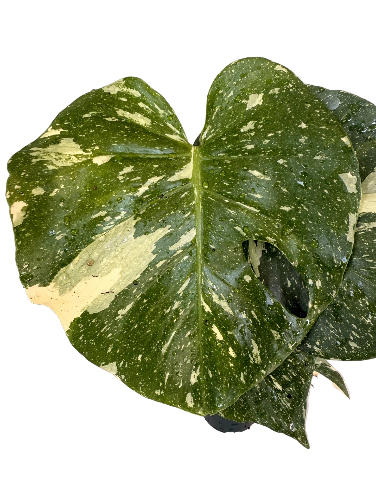 Monstera Thai Constellation Live Plant - Variegated Rare Houseplant - Tropical Indoor Plant - Bright Indirect Light - Unique - 4" Live Potted Plant