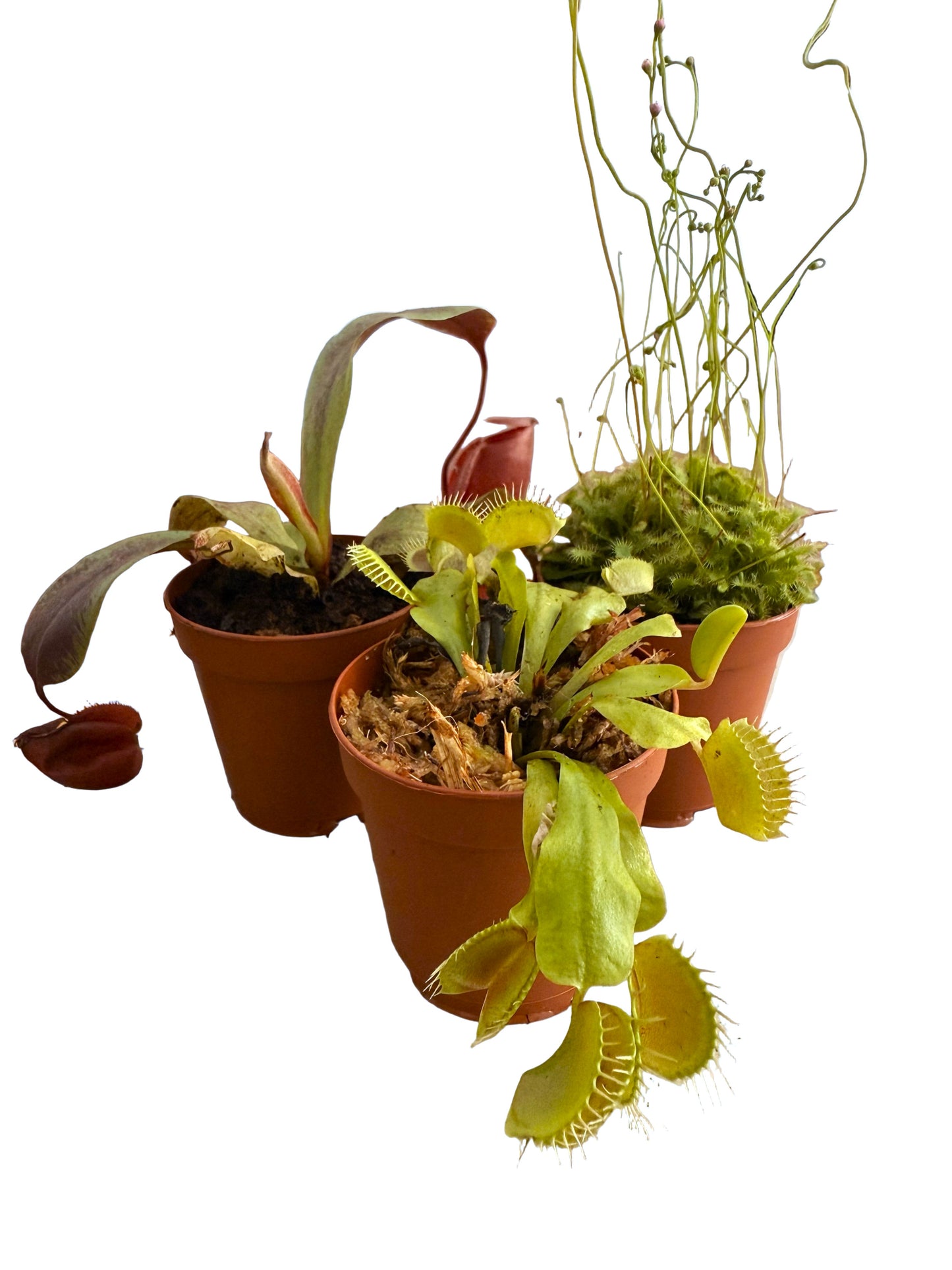 2” Spoonleaf Sundew (Drosera spathulata) – Live Carnivorous Plant - Insect-eating Plant - Terrarium Plant - Small Carnivorous Plant - Beginner Carnivorous Plant - Drosera Live Plant - Sundew Houseplant