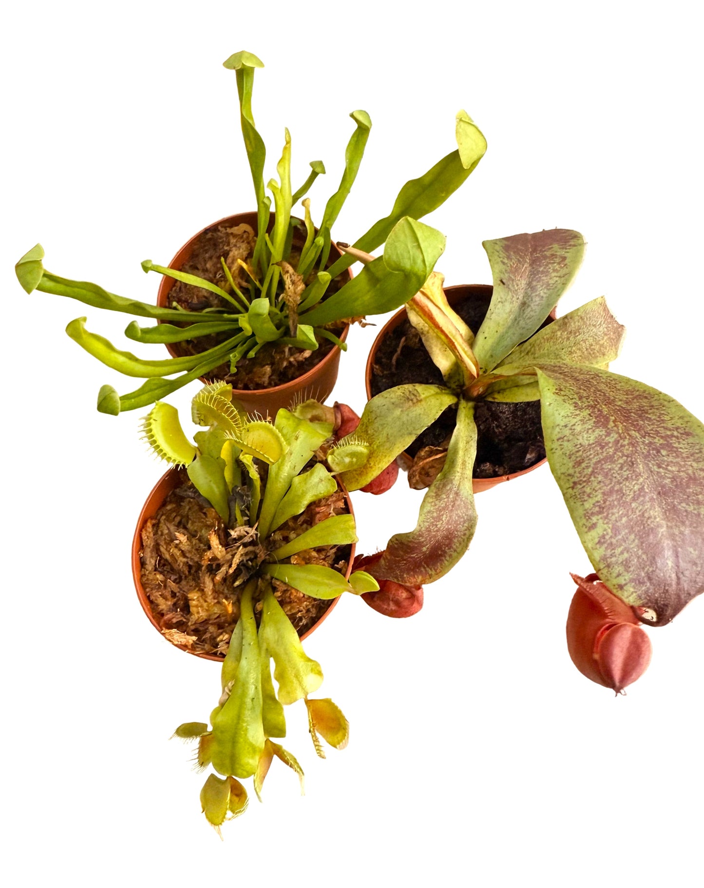 Sweet Pitcher Plant -Sarracenia rubra gulfensis - Live Carnivorous Plant - Insect Eating Plant - 2" Rare Carnivourous Plant - Sarracenia Live Plant - Tropical Bog Garden Plant