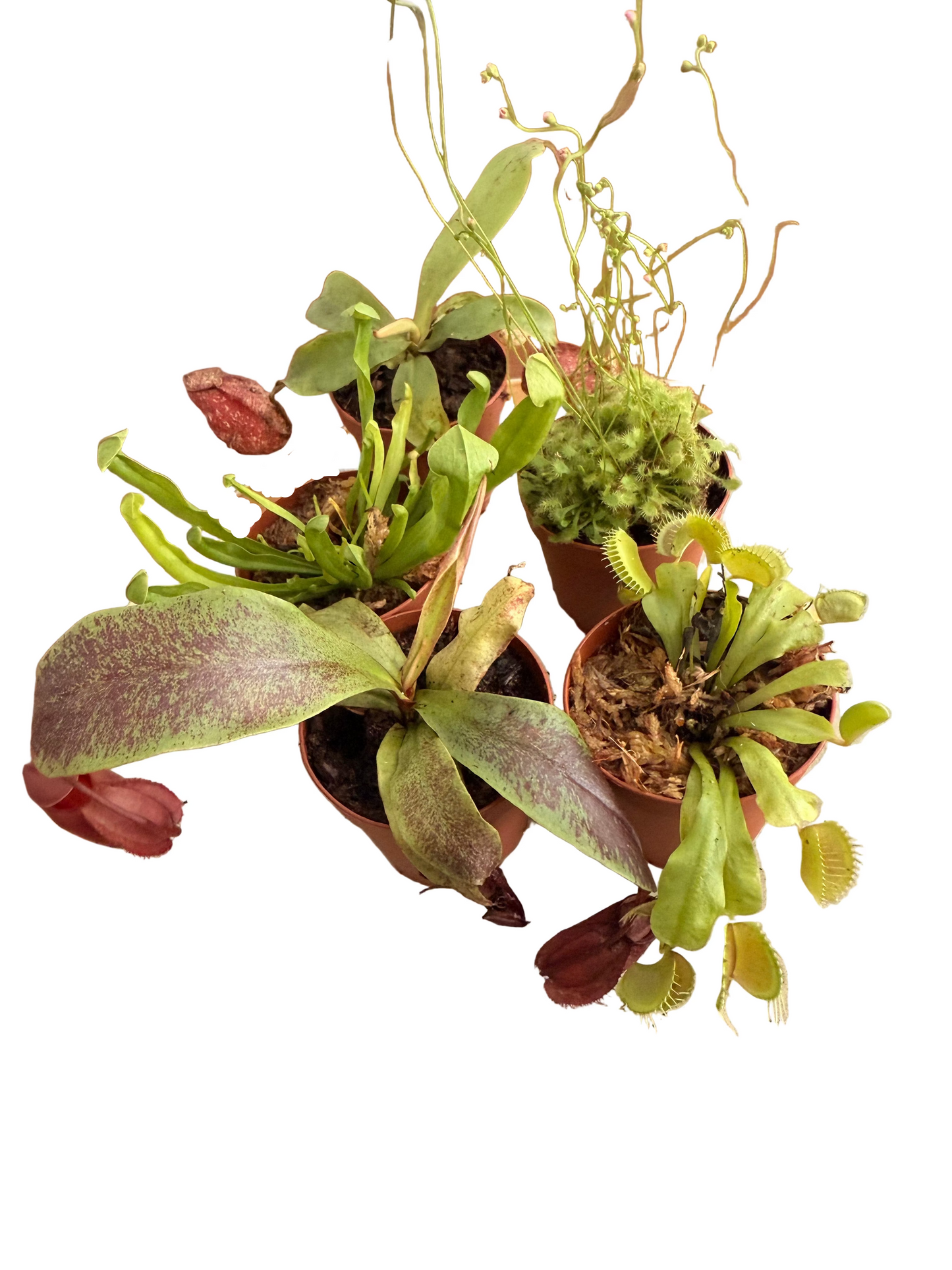 Mix of Carnivorous Live Plants - Low-Maintenance - Sundew - Sarracenia - Nepanthes - Insect-eating Plants - Terrarium Carnivorous Plants