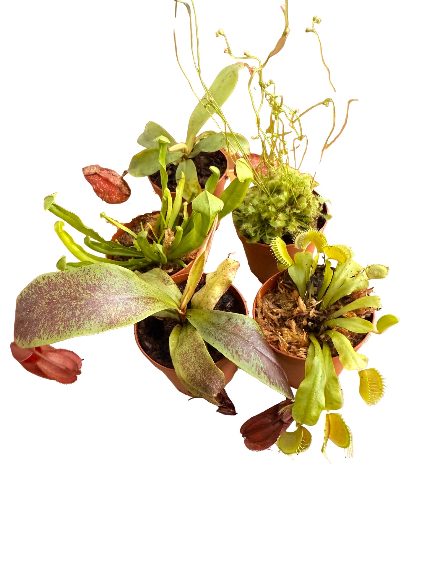 Venus Fly Trap - Dionaea muscipula - Live Carnivorous Plant - Insect-eating Plant - Venus Fly Trap Houseplant - Beginner Carnivorous Plant - Live Flytrap Plant - Terrarium Carnivorous Plant - Small Venus Fly Trap