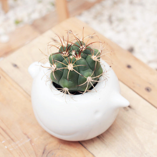 Devil's Tongue Cactus