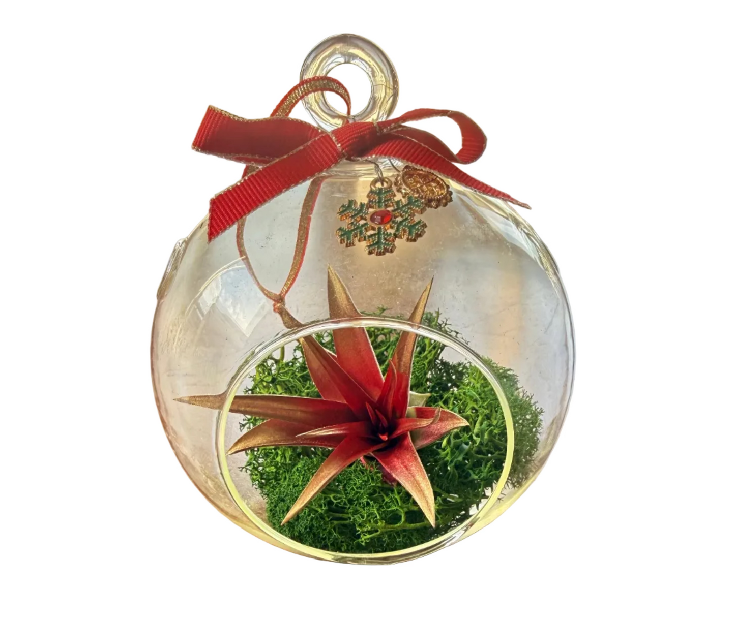 Christmas Air Plant Globe - Red Plant with Moss Variety - Air Plant Christmas Decoration - Christmas Tree Ornament - Live Air Plant - Ionantha Air Plant - Christmas Gifts For Her - Plant Lover Christmas Gift - Holiday Terrarium Décor
