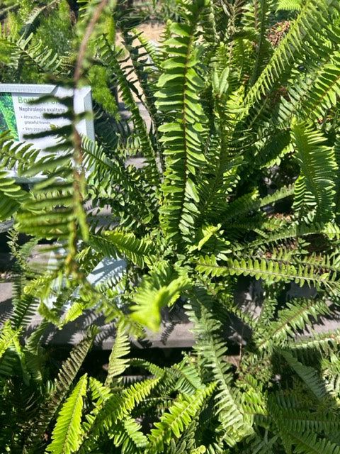 Boston Fern (1 Gal.)