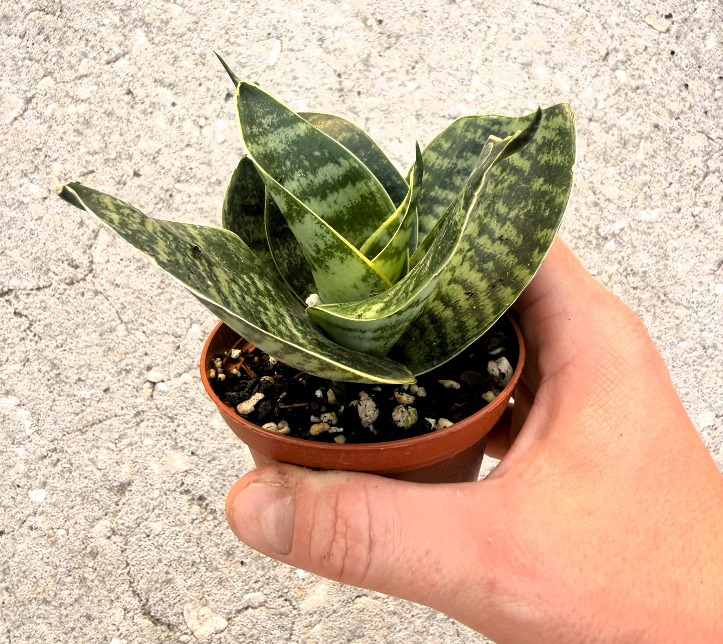 Sansevieria - Snake Plant - 4 Variety Pack - Easy Care - Low Light Tolerant - 'Black Star' - 'Black Jade' - 'Hanhii' - 'Golden Hanhii' - Indoor Houseplant