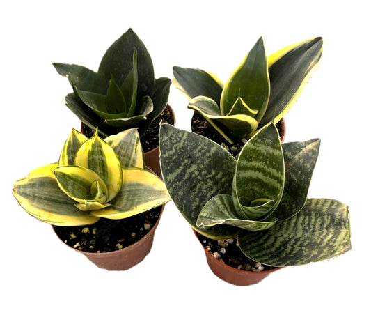 Sansevieria - Snake Plant - 4 Variety Pack - Easy Care - Low Light Tolerant - 'Black Star' - 'Black Jade' - 'Hanhii' - 'Golden Hanhii' - Indoor Houseplant