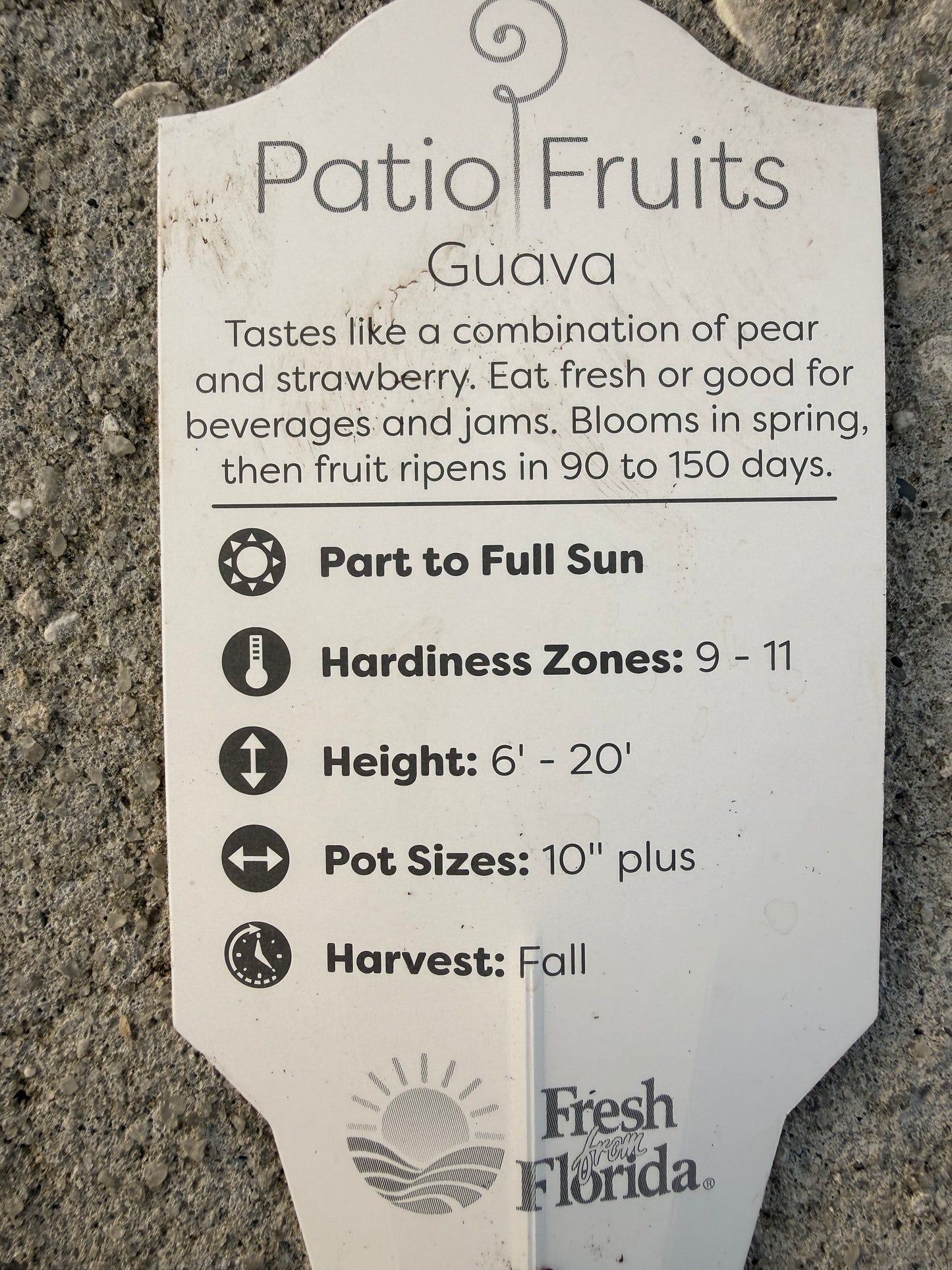 Patio fruits 2