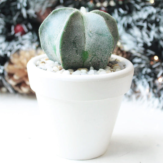 Bishop's Cap Cactus Astrophytum Myriostigma