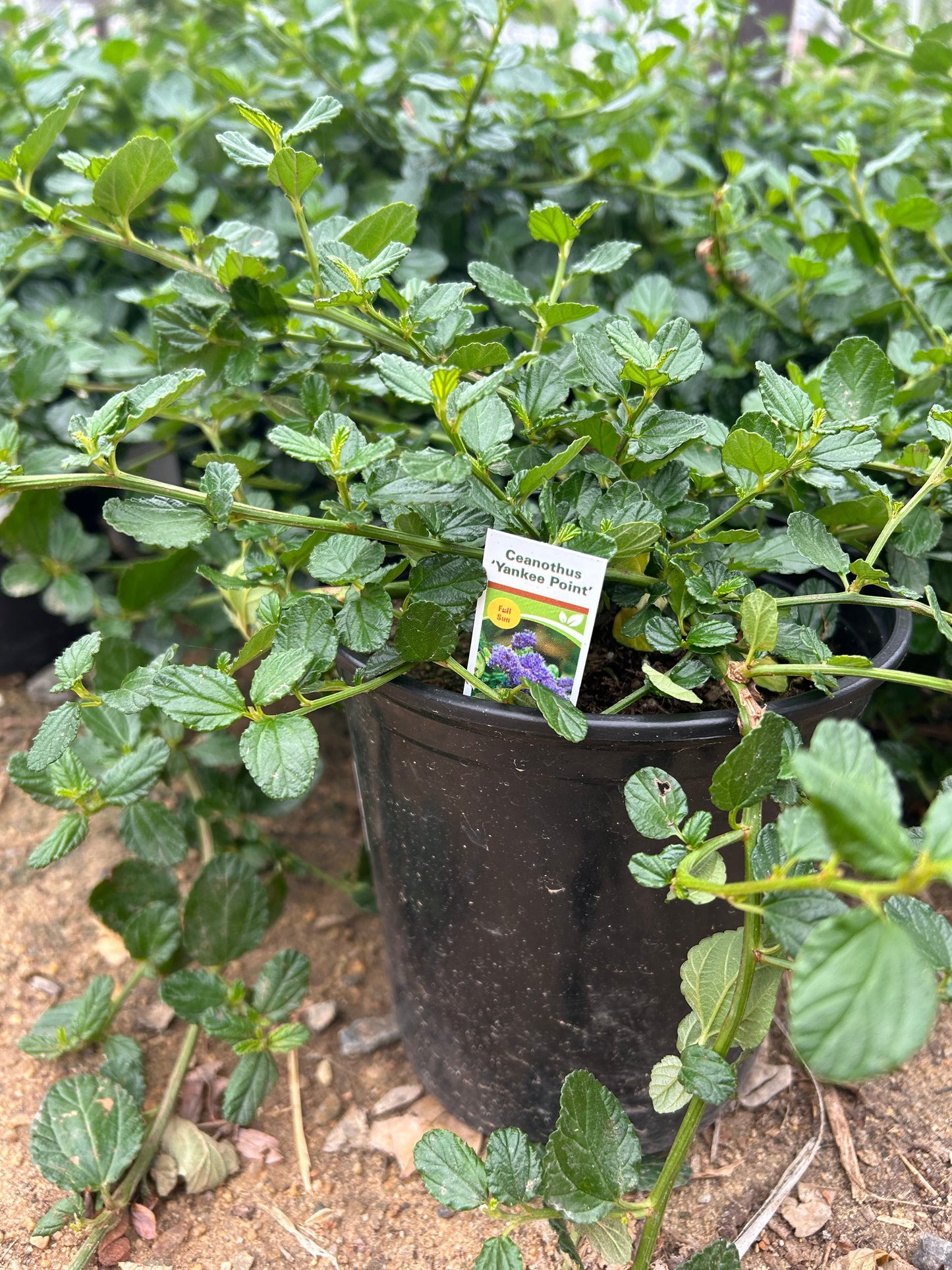 Yankee Point Ceanothus