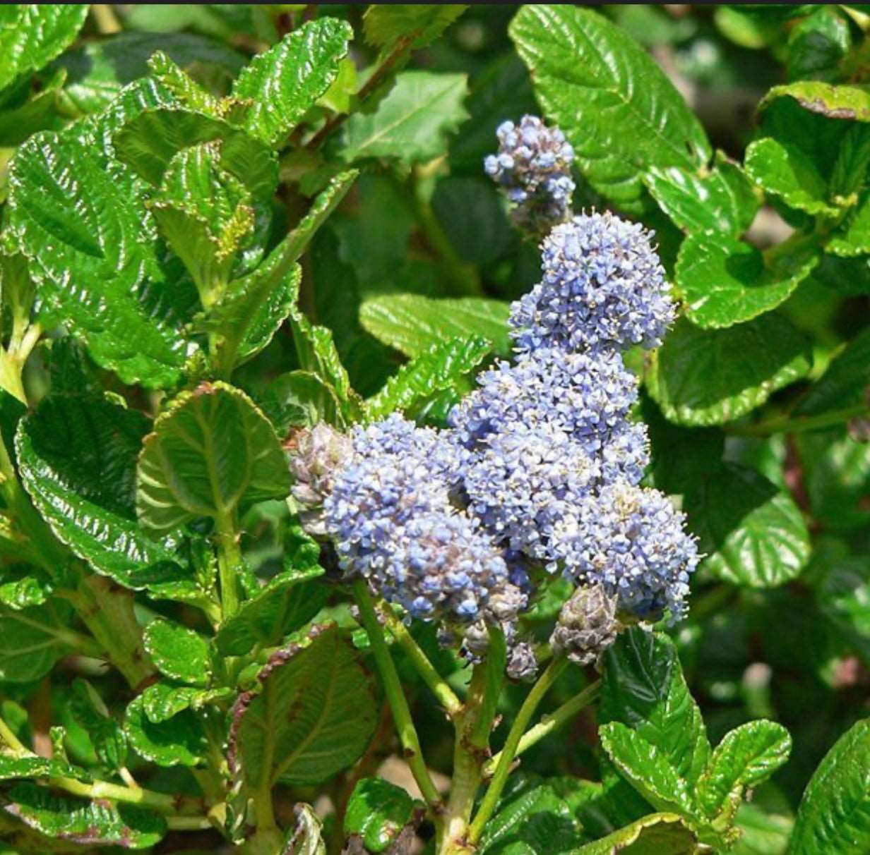 Yankee Point Ceanothus