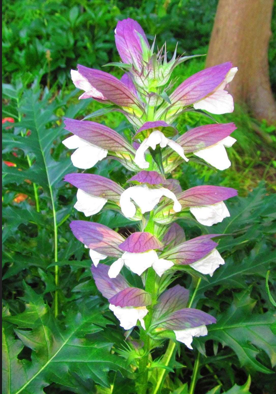 Acanthus Mollis Bears Breeches