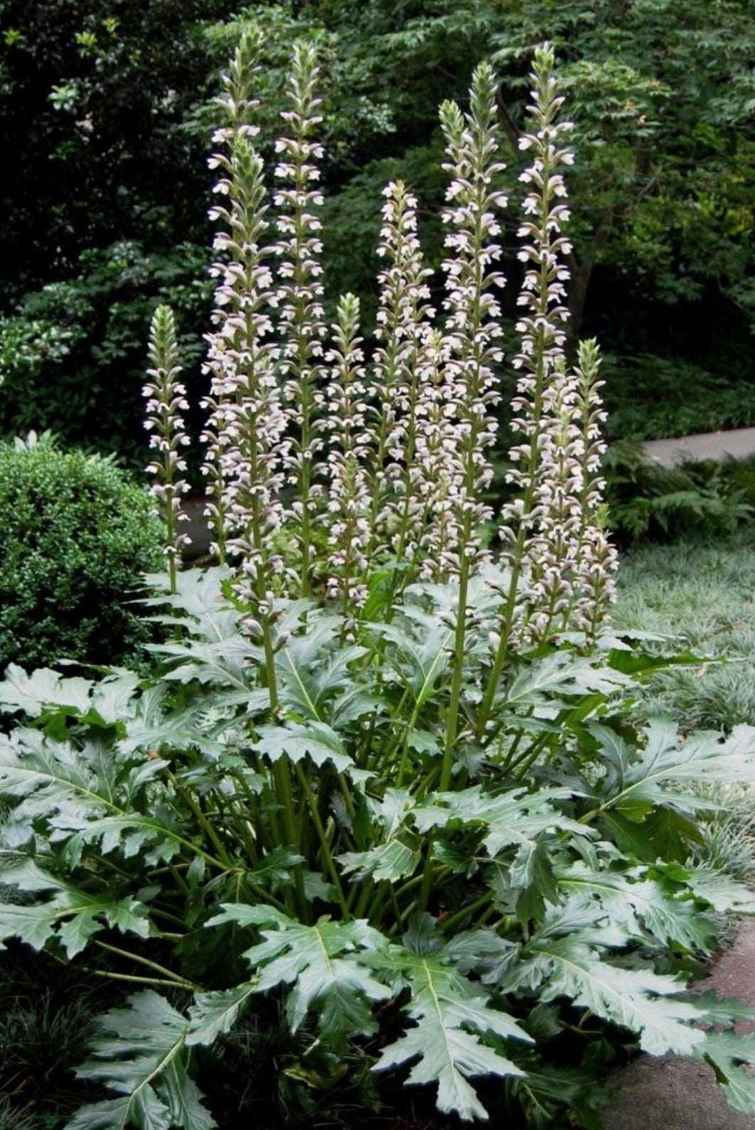 Acanthus Mollis Bears Breeches