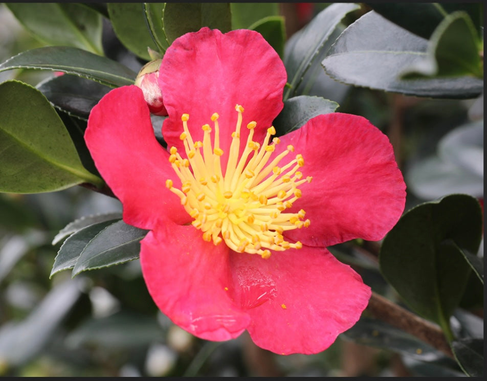 Camellia Sasanqua Yuletide Camellia One Gallon Size