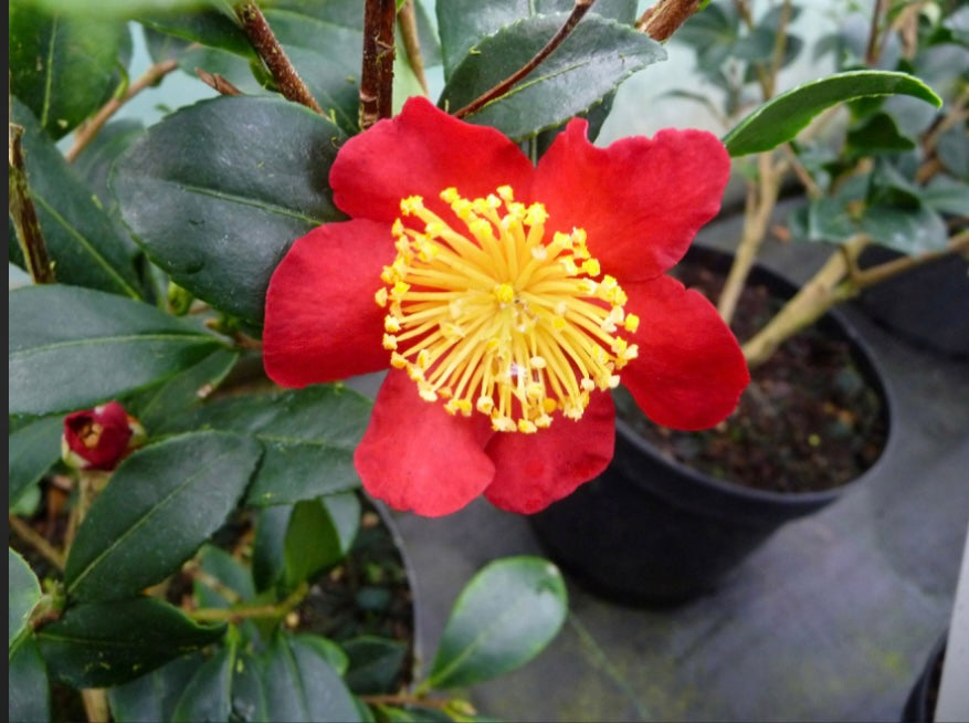 Camellia Sasanqua Yuletide Camellia One Gallon Size