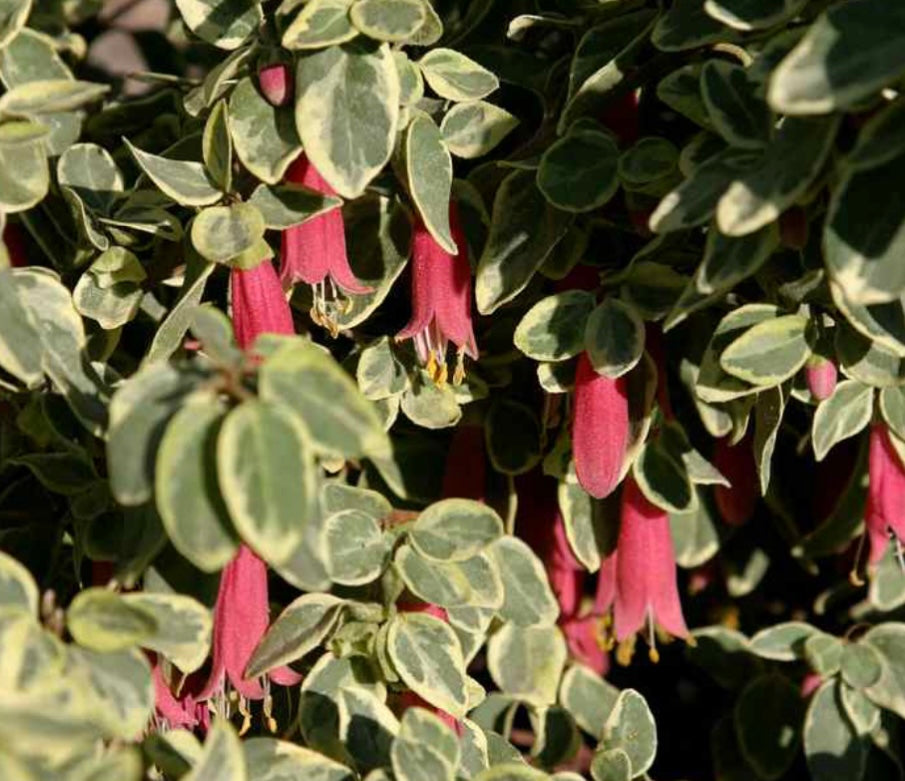 Australian Fuchsia Variegated (1 Gal.)